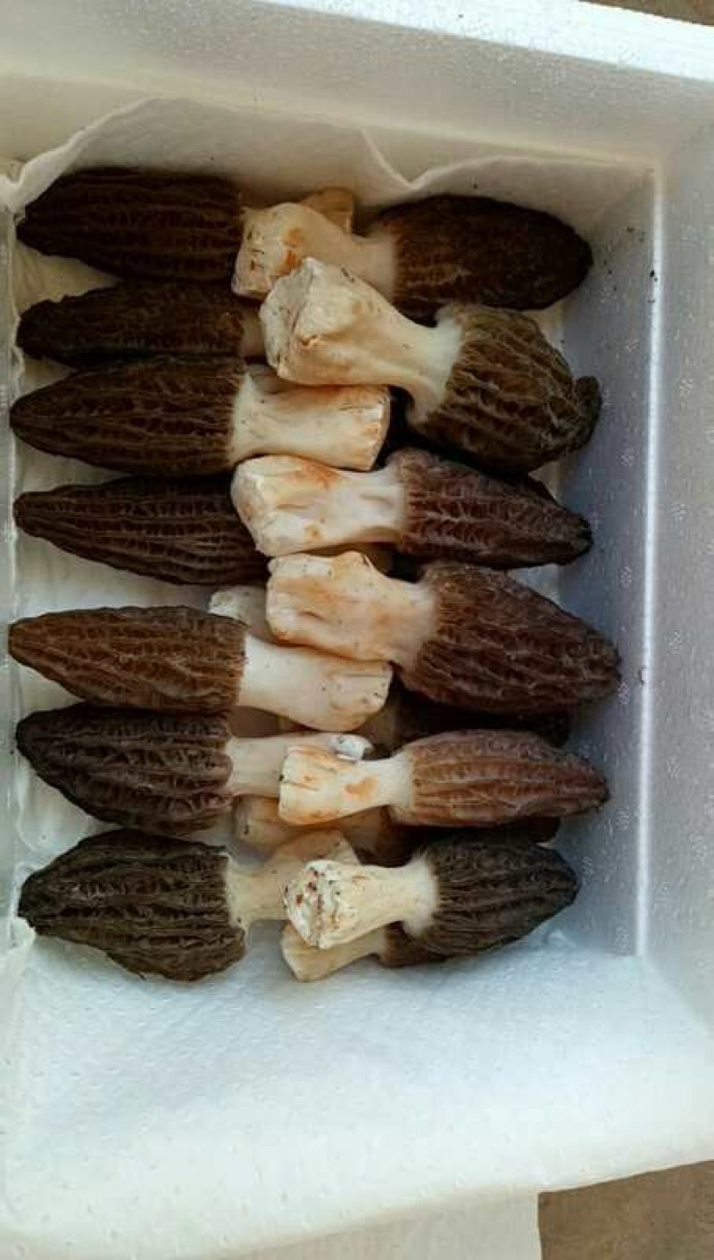 新鲜羊肚菌