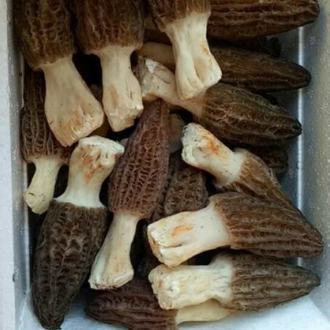 新鲜羊肚菌