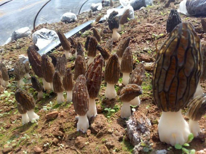 新鲜羊肚菌