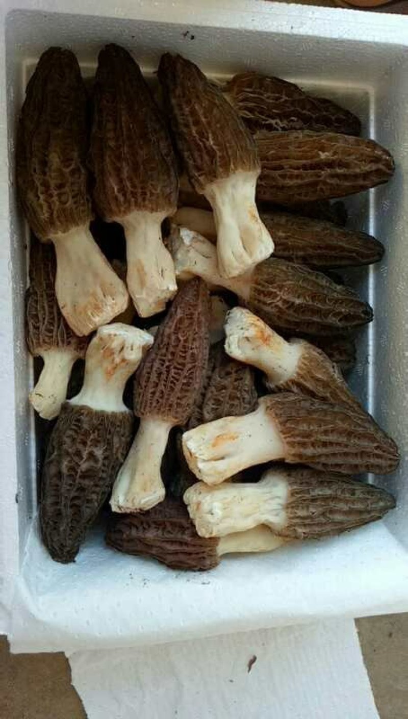 新鲜羊肚菌