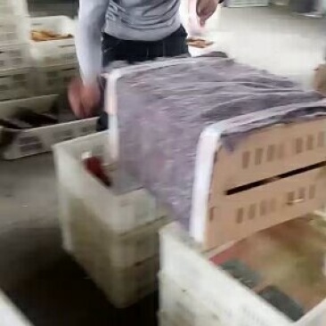 适合散养的好品种鸡苗，红毛大馆子