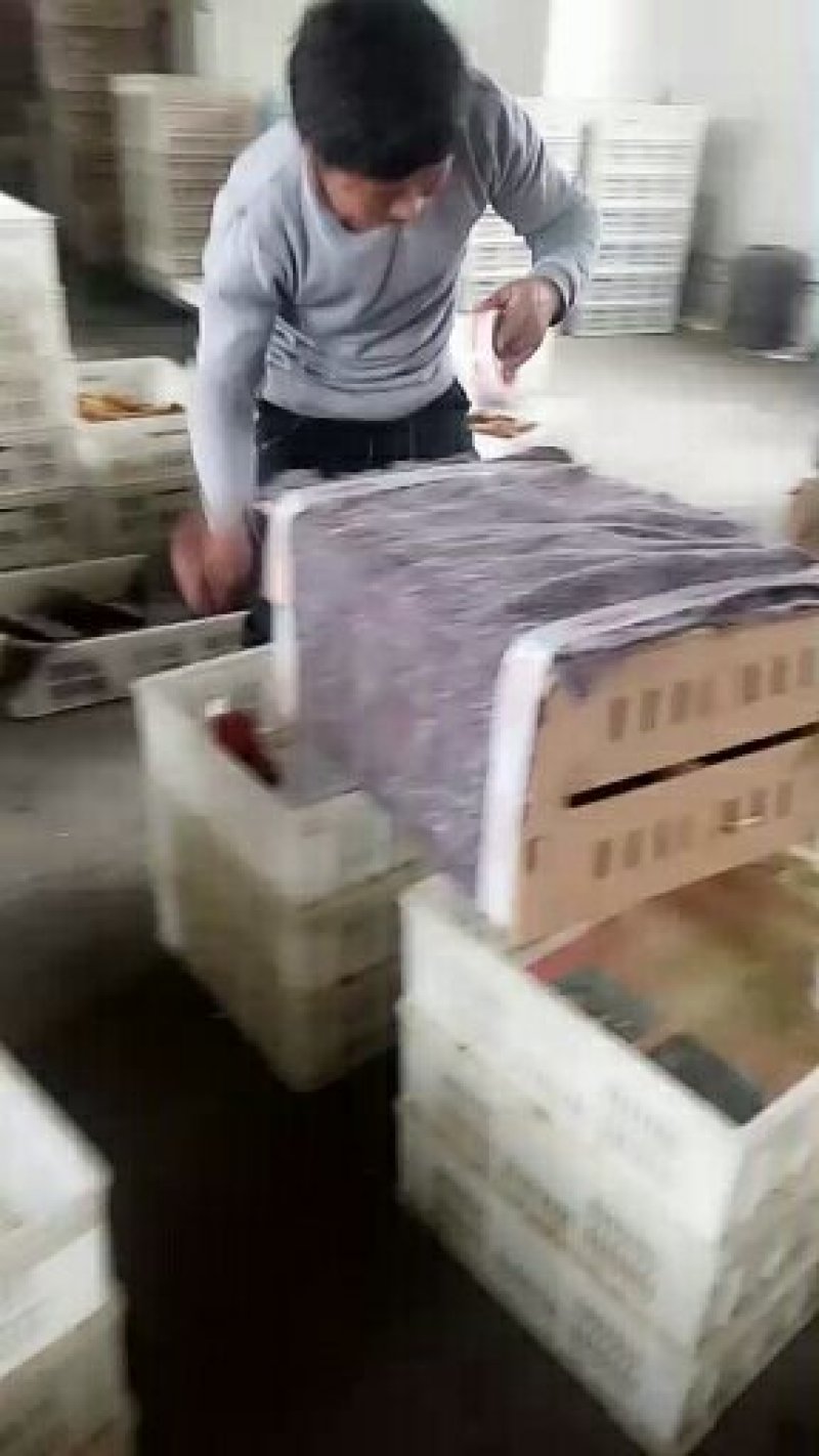 适合散养的好品种鸡苗，红毛大馆子