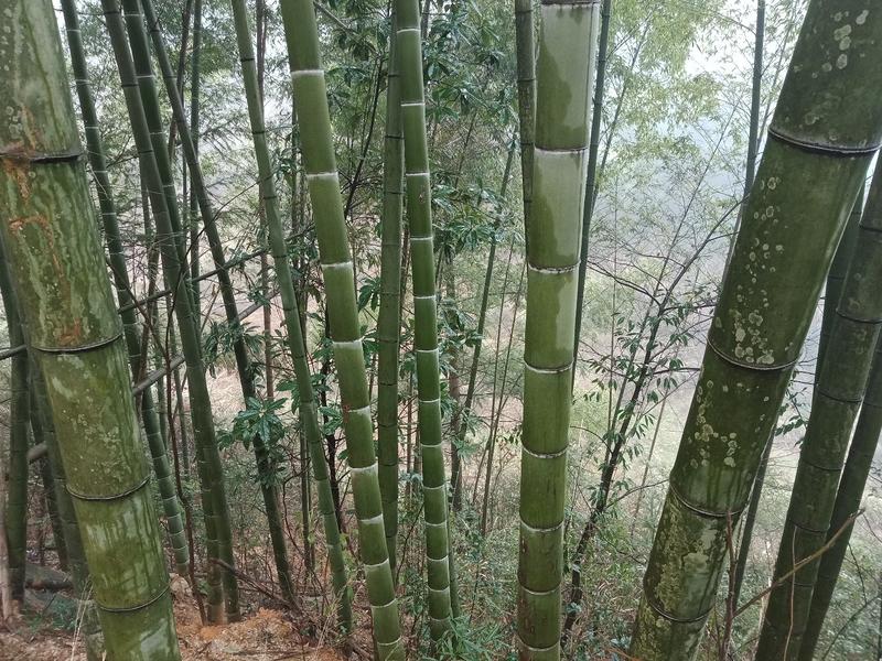 长期大量供应各种尺寸的楠竹、楠竹片、欢迎订购订做。