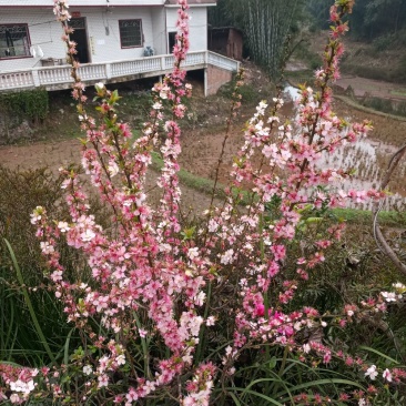 桃红【又叫小桃红，花像桃花一样，从地里长出来就开花】