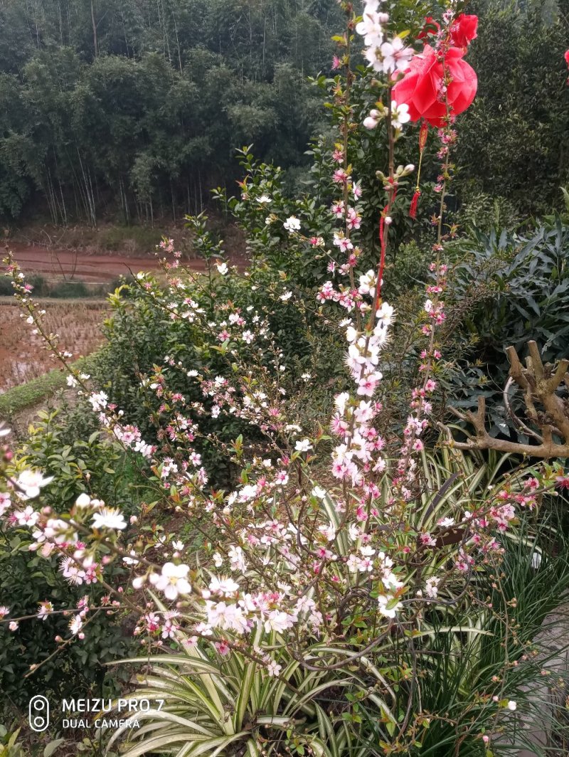 桃红【又叫小桃红，花像桃花一样，从地里长出来就开花】