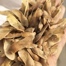 元宝枫种子五角枫色木槭风选新产籽粒饱满量大批发