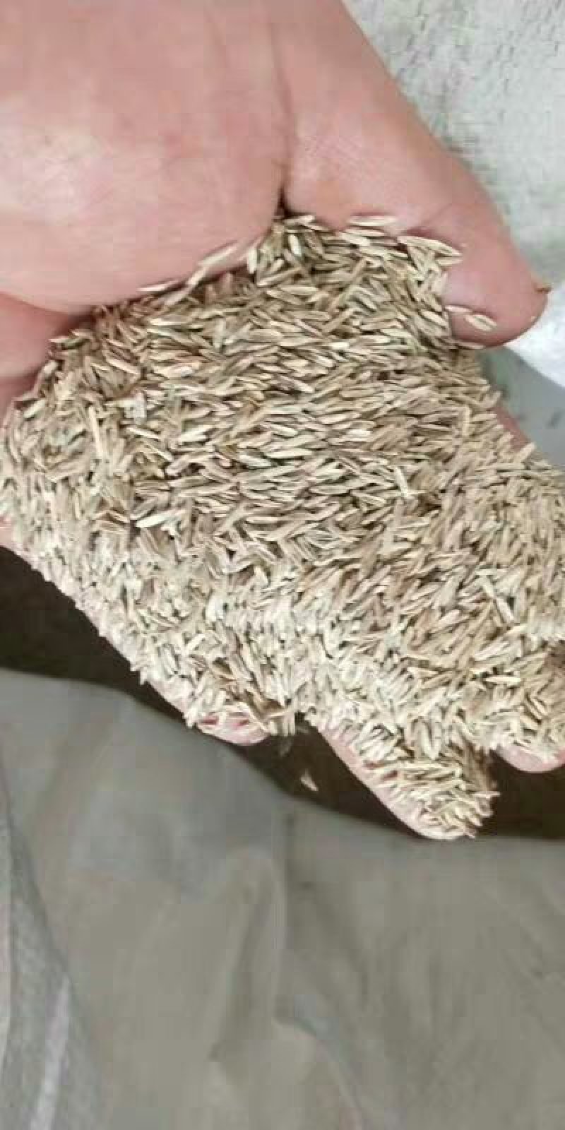 黑麦草种子