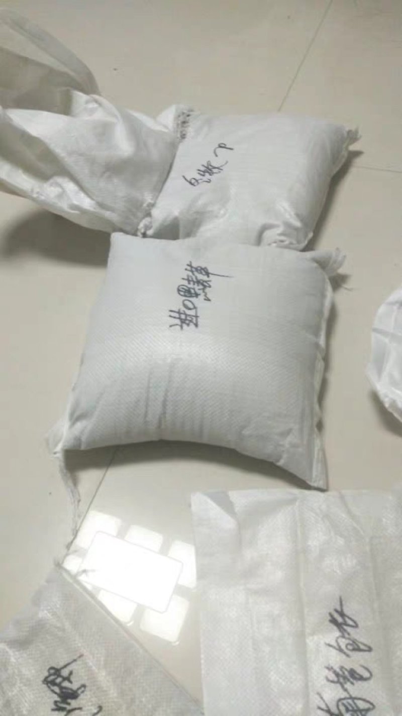 黑麦草种子