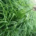 黑麦草种子