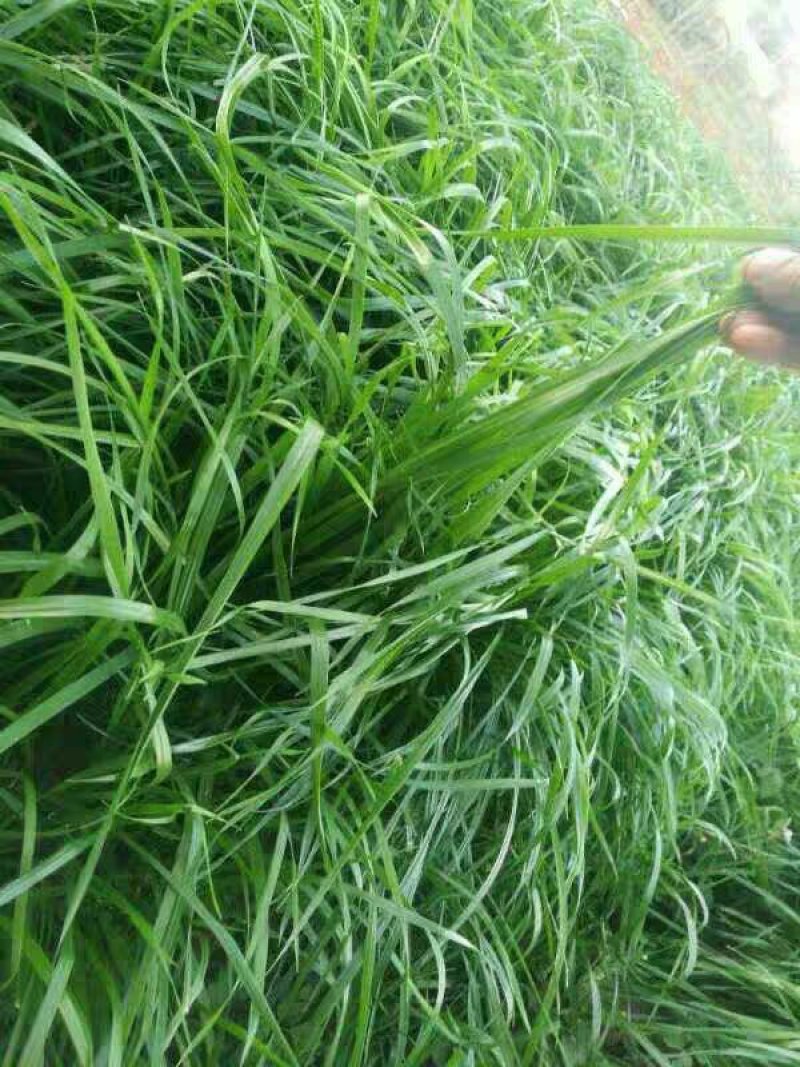 黑麦草种子