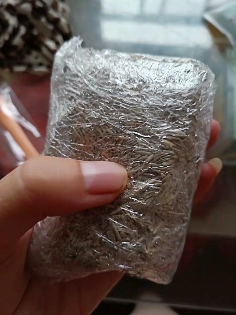黑麦草种子