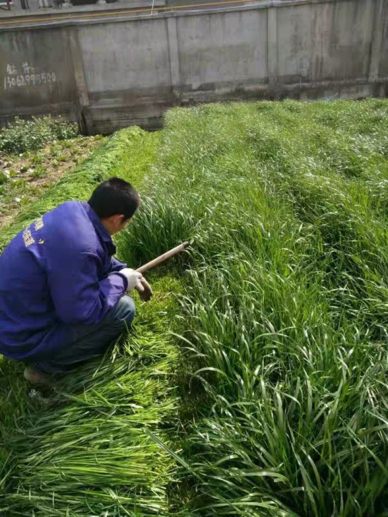 黑麦草种子