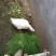 黑麦草种子