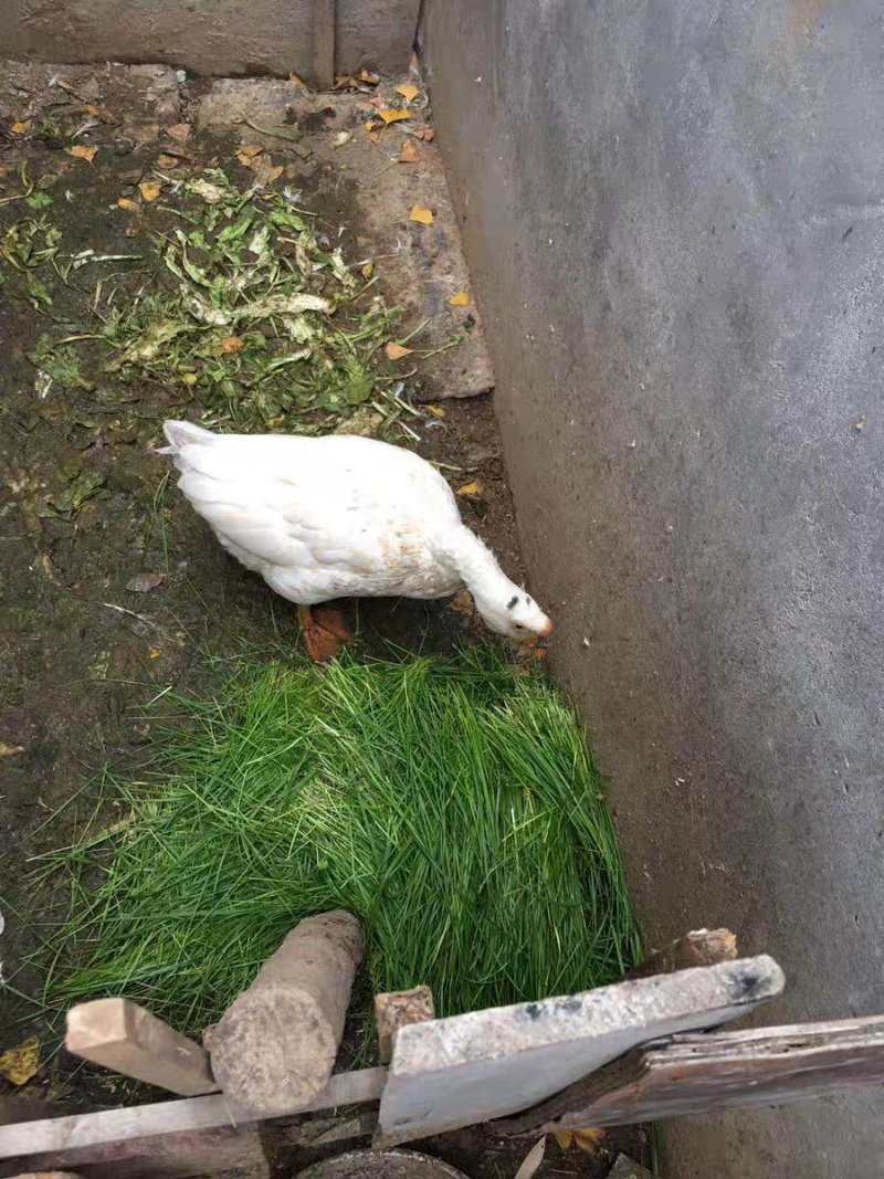 黑麦草种子