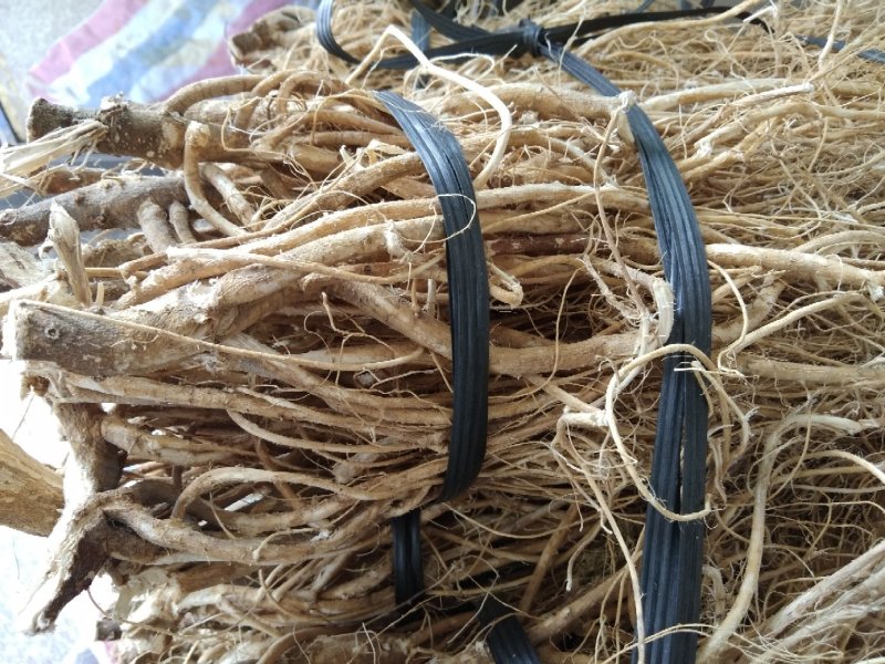石参根，产地直销，量大重优，今年新货，新鲜无硫