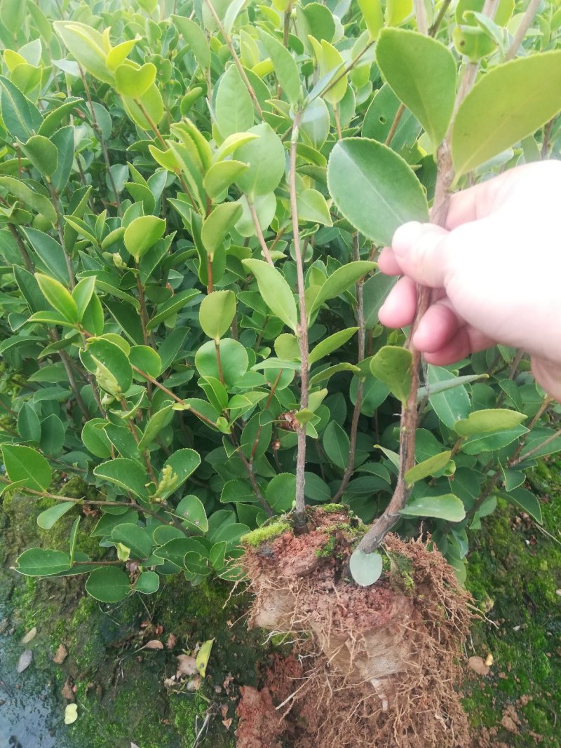 油茶苗价格可谈量大从优规格齐全品质保证欢迎咨询