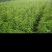 冬桃苗，秋彤，映霜红，黄金密，中油18.19/21