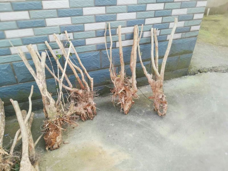 大量野生小叶赤楠供应