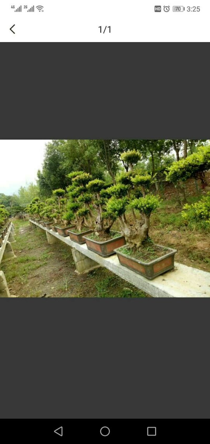 大量野生小叶赤楠供应