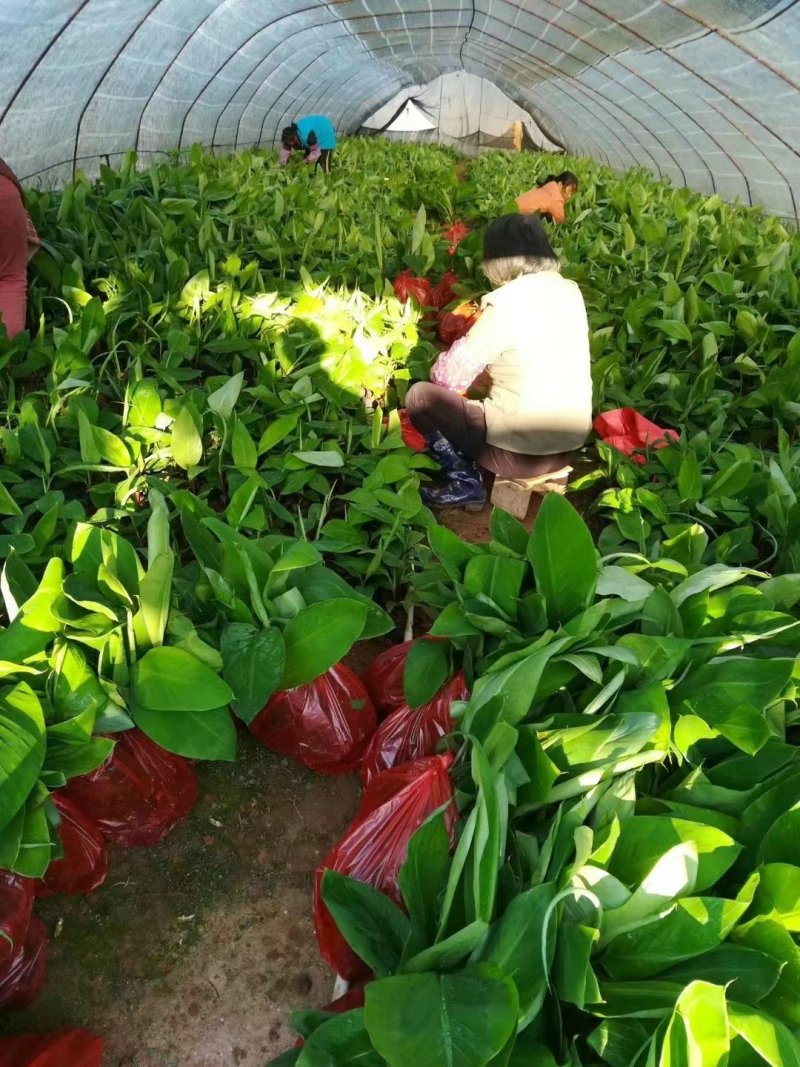 香蕉苗香蕉苗威廉斯b2香蕉苗大量批发