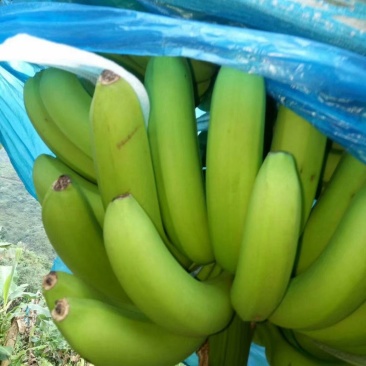 香蕉苗香蕉苗威廉斯b2香蕉苗大量批发