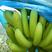 香蕉苗香蕉苗威廉斯b2香蕉苗大量批发