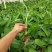 香蕉苗香蕉苗威廉斯b2香蕉苗大量批发