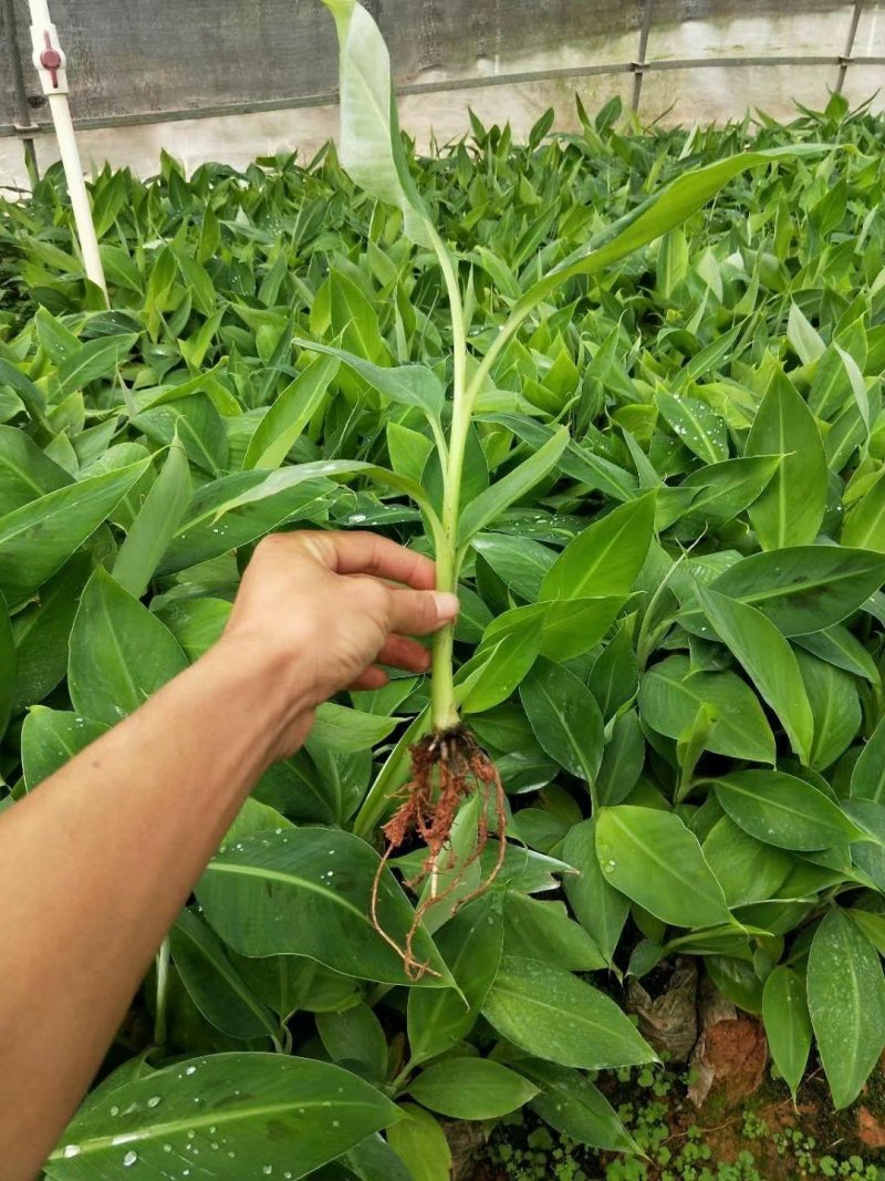 香蕉苗香蕉苗威廉斯b2香蕉苗大量批发