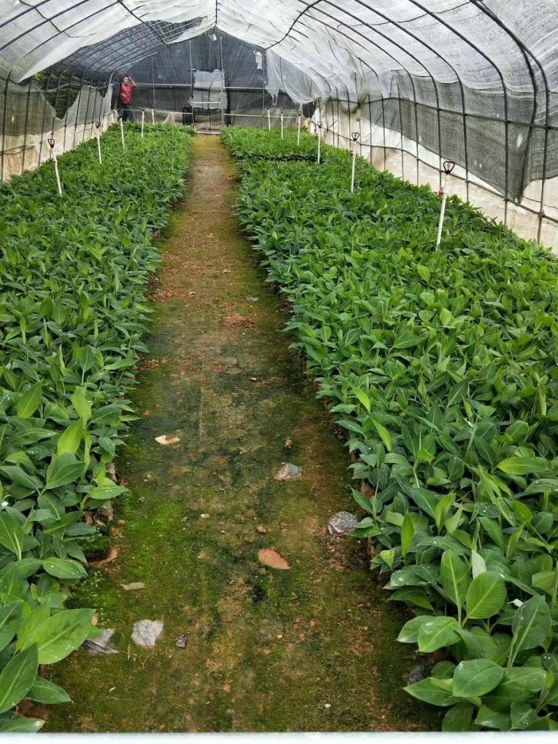香蕉苗香蕉苗威廉斯b2香蕉苗大量批发