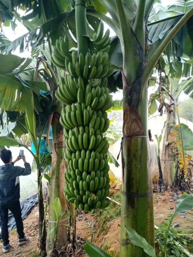 香蕉苗香蕉苗威廉斯b2香蕉苗大量批发