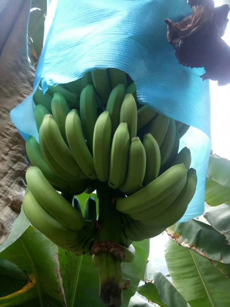 香蕉苗香蕉苗威廉斯b2香蕉苗大量批发