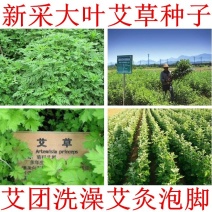 艾草种子艾叶香草种子可食用药用防蚊虫野生香艾草种子