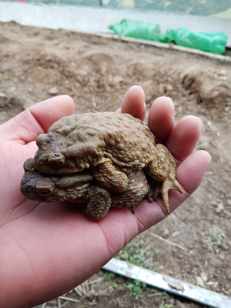 永欣蟾蜍养殖基地