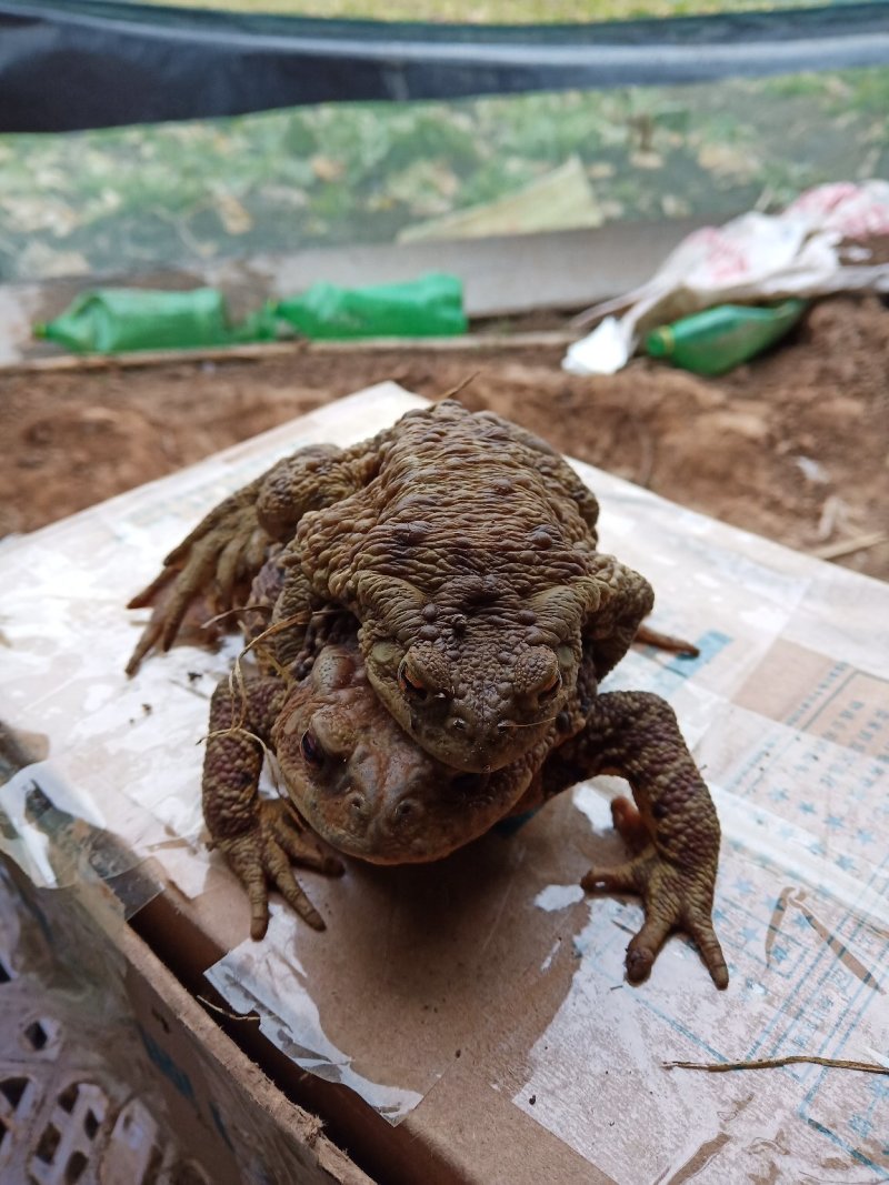 永欣蟾蜍养殖基地