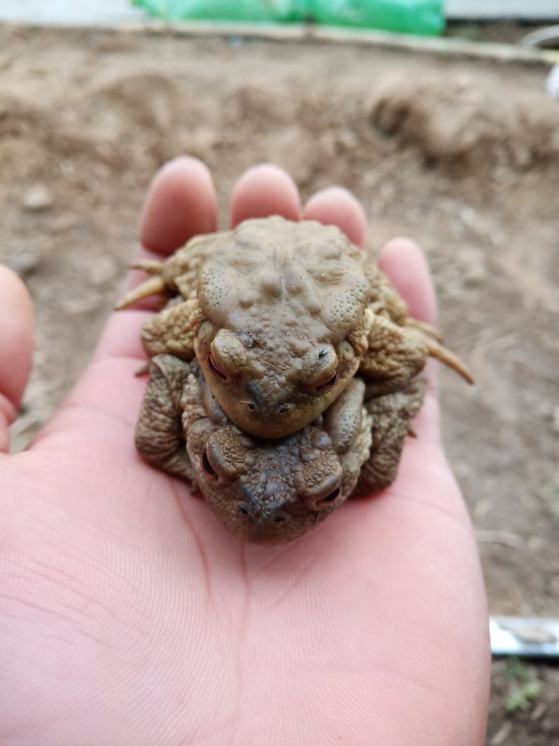 永欣蟾蜍养殖基地