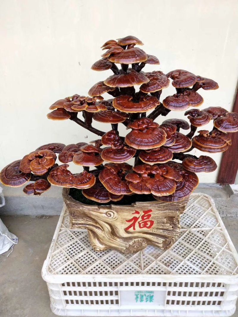 观赏灵芝盆景办公室酒店前台客厅摆放灵芝花详细价格可面议