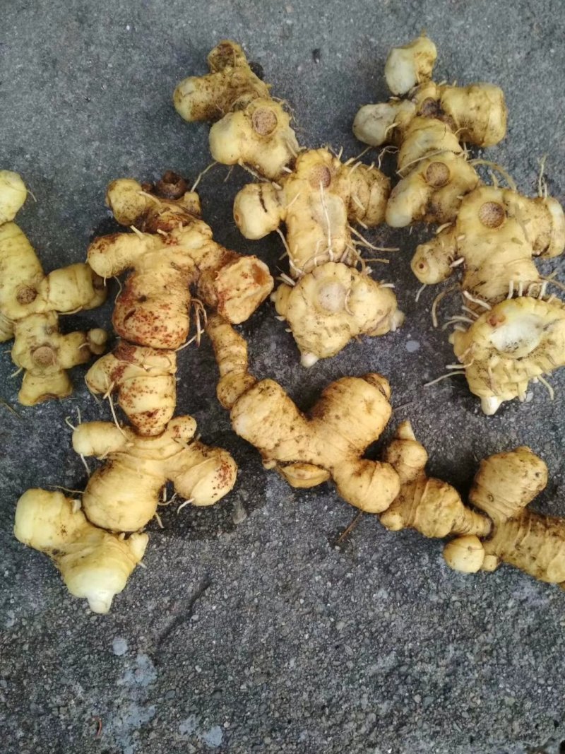 黄精