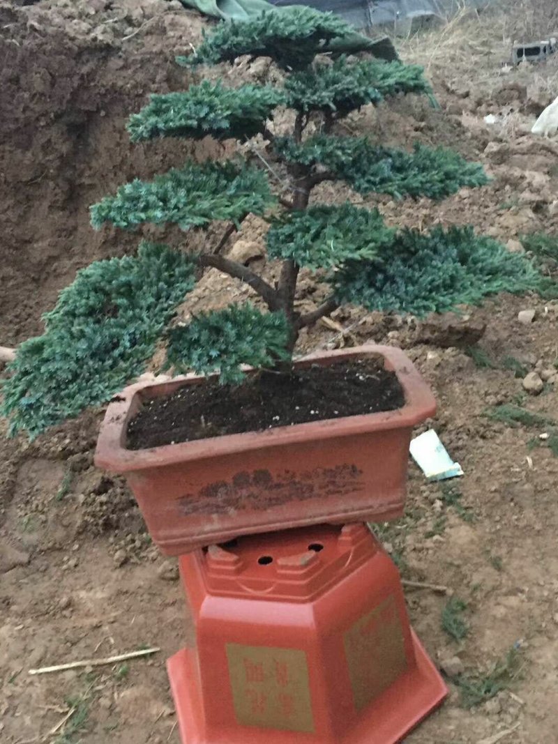 小叶迎客松