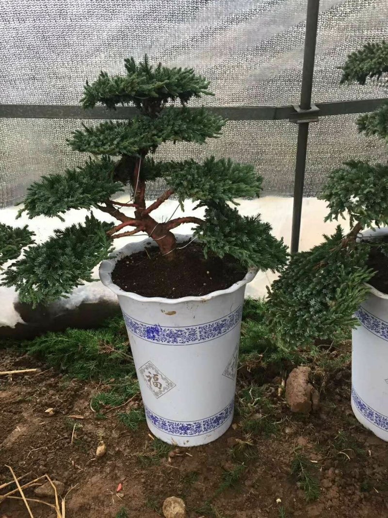 小叶迎客松
