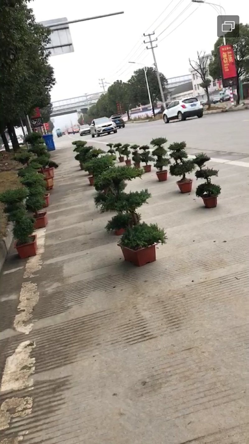 小叶迎客松