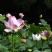 莲藕苗莲花苗观赏荷花种藕莲藕种苗盆栽太空藕种巨无霸藕种