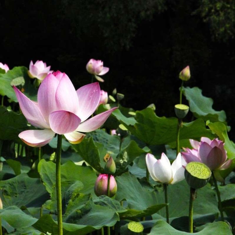 莲藕苗莲花苗观赏荷花种藕莲藕种苗盆栽太空藕种巨无霸藕种