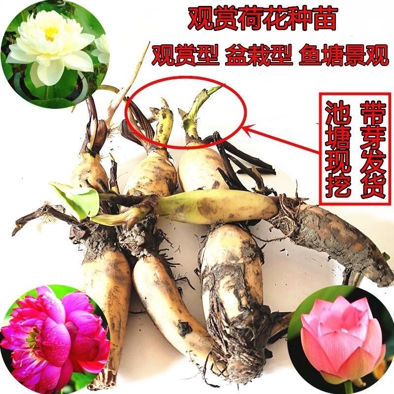 莲藕苗莲花苗观赏荷花种藕莲藕种苗盆栽太空藕种巨无霸藕种