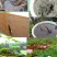 莲藕苗莲花苗观赏荷花种藕莲藕种苗盆栽太空藕种巨无霸藕种