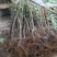 无花果苗特大波姬红南方北方四季阳台盆栽种植水果果树苗当年