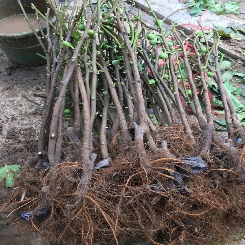 无花果苗特大波姬红南方北方四季阳台盆栽种植水果果树苗当年