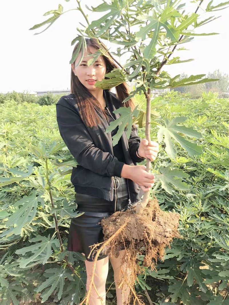 无花果苗特大波姬红南方北方四季阳台盆栽种植水果果树苗当年