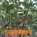 无花果苗特大波姬红南方北方四季阳台盆栽种植水果果树苗当年