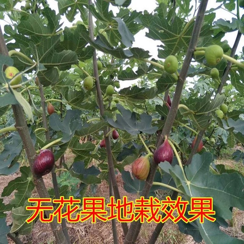 无花果苗特大波姬红南方北方四季阳台盆栽种植水果果树苗当年