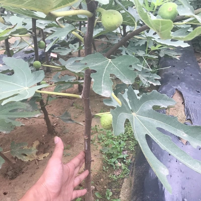 无花果苗特大波姬红南方北方四季阳台盆栽种植水果果树苗当年